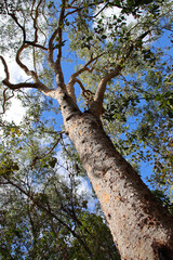 Obraz premium gum tree (eucalyptus ?) at the kakadu national park in north australia 