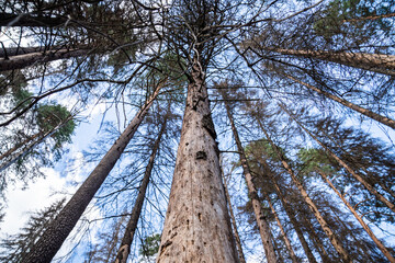 Fototapeta premium Spruce forest damaged after bark beetle invasion. Dying dried adult tree trunks with destroyed bark after attack, pine woodland invaded by bugs, ecosystem catastrophe, environmental safety issue.
