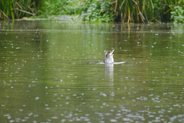 A shoveler duck with its head in the pond, raindrops falling into the lake, only the tail of the shoveler duck peeking out of the pond, it is raining and the drops are falling into the water