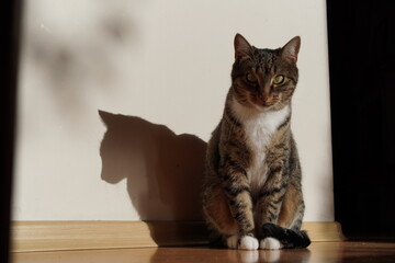 An adorable domestic British cat with yellow bright eyes, home vibes, cozy sunny weather day, furry...