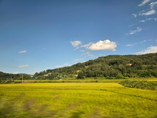 Obraz premium landscape with green field and blue sky