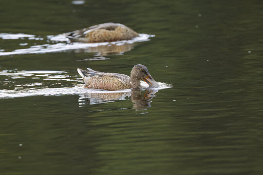 female shoveler ducks on the pond one with beak in the water, female shoveler ducks foraging in the lake, Spatula clypeata, two ducks on the pond, long beak