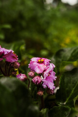 Close-up of a vibrant red flower in sunlight