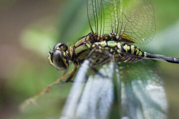 Detailed Close Up of a Beautiful Green and Yellow Dragonfly Perched on a Leafy Branch in Natural Sunlight