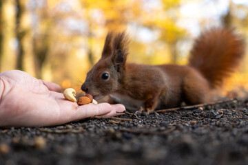 Wild squirrel closely sniffs nuts in a human hand on forest ground showing unsafe contact between people and wildlife and disease risk awareness