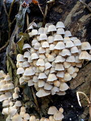 Close up of fairy inky cap mushroom fungus growing on a tree stump in Autumn