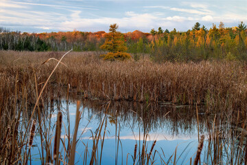 Beautiful Vibrant Morning Pond with Bushes, Trees, and Colorful Fall Foliage 