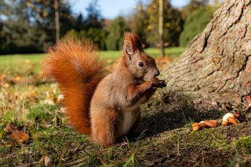 Wild squirrel sitting near a tree and eating a nut while several other nuts lie on the forest ground symbolizing nature and animal behavior