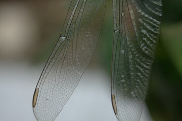 Detailed Close Up View of Intricate Dragonfly Wing Veins and Texture Outdoors