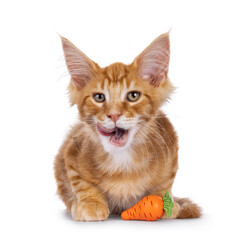 Red Maine Coon cat kitten laying down facing front, with toy carrot. Looking straight to camera, while licking mouth. Isolated on a white background