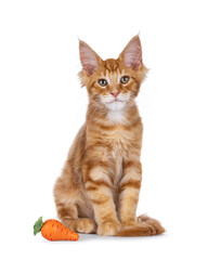 Red Maine Coon cat kitten sitting up beside toy carrot. Looking straight to camera. Isolated on a white background
