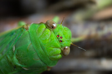 Extreme Close-Up Macro Photography of a Bright Green Insect Head with Compound Eyes