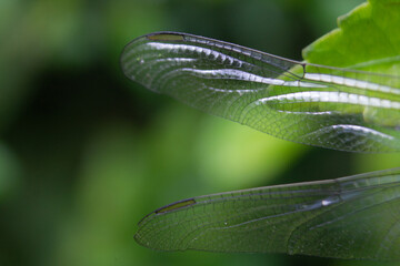 Close up of delicate insect wings against a blurred green background revealing intricate vein patterns