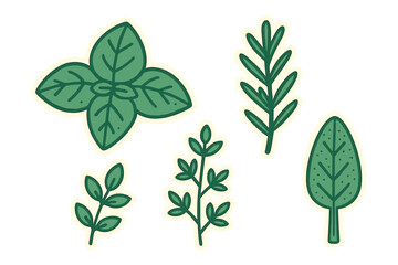 Fresh green culinary herbs and spices assortment including basil, rosemary, and thyme