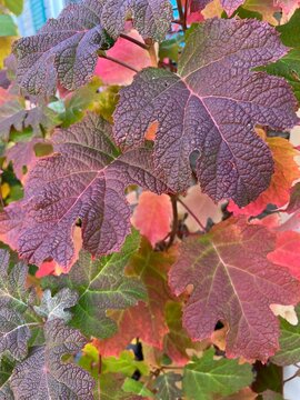 oak leaf hydrangea foliage in a fall autumn garden, colorful leaves, close up