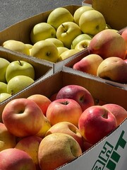 colorful fresh apples in boxes for sale at the farmers market , utah fruit, fall harvest