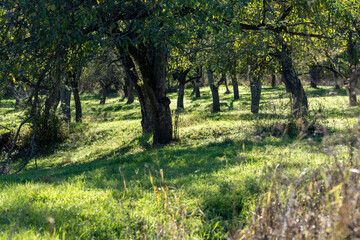 Obraz premium Serene Orchard Scene with Vibrant Green Field and Tree Shadows