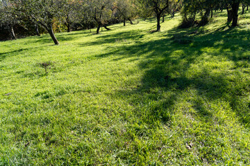 Serene Orchard Scene with Vibrant Green Field and Tree Shadows