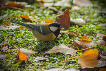 a great tit is on the grass