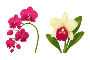 Two vibrant tropical orchid flowers including magenta Phalaenopsis and creamy white Cattleya blossoms