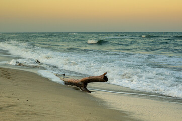old wooden tree driftwood sea in Corsica Island france	