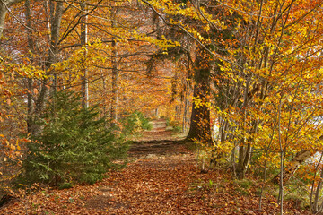 a small path through golden Odtober