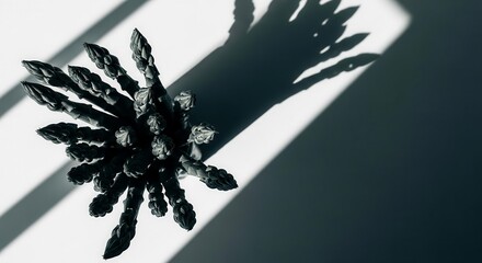 Minimalistic Composition of Asparagus with Shadows Against White and Gray