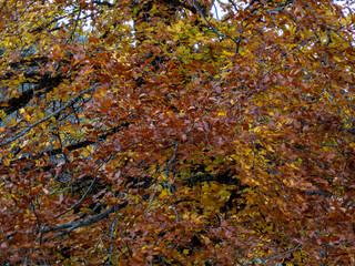 arbre aux feuilles couleurs automnale ocre, rouge, jaune