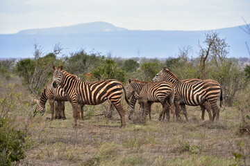 Zebras grazing in Tsavo East National Park, Kenya wildlife safari