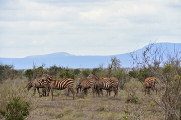 Naklejka premium Herd of zebras in green savanna, Tsavo East National Park, Kenya