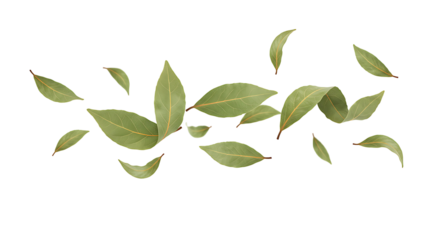 A vibrant arrangement of green bay leaves elegantly floating transparant background showcasing culinary herbs and aromatic spices