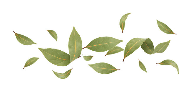 A vibrant arrangement of green bay leaves elegantly floating transparant background showcasing culinary herbs and aromatic spices
