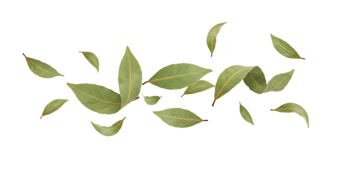 A vibrant arrangement of green bay leaves elegantly floating transparant background showcasing culinary herbs and aromatic spices