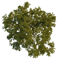 Morus alba  tree plan, top view, cutout, transparent background, isolate, Overhead view of a lush green tree canopy with vibrant foliage details