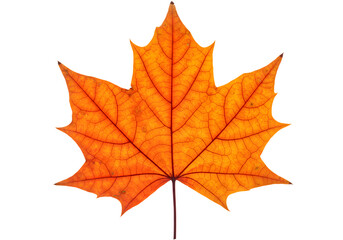 Bright orange maple leaf, a classic symbol of the autumn season, showcasing beautiful fall foliage isolated on white