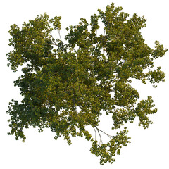 Morus alba  tree plan, top view, cutout, transparent background, isolate, Lush green tree canopy viewed from directly above, perfect for design