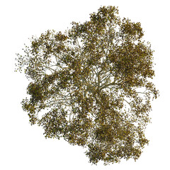 Zelkova serrata  tree plan, top view, cutout, transparent background, isolate, Top view of a detailed autumn tree with golden and green leaves