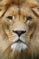 Majestic Lion