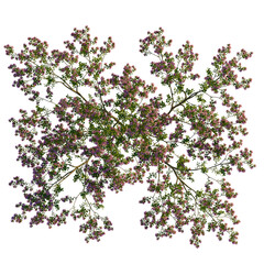 Lagerstroemia micrantha  tree plan, top view, cutout, transparent background, isolate, Vibrant blooming branches with delicate pink blossoms and lush green leaves