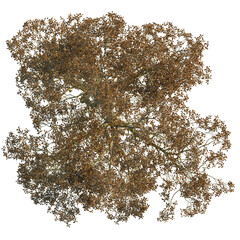 Celtis sinensis  tree plan, top view, cutout, transparent background, isolate, Detailed overhead view of a mature tree with autumn foliage and intricate branches