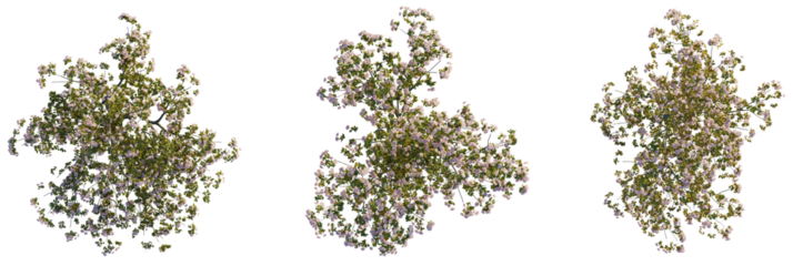 Cerasus yedoensis  tree plan, top view, cutout, transparent background, isolate, Delicate pink blossoms on lush green branches creating a natural, vibrant scene