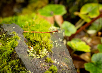 lichen and moss on a log in the forest