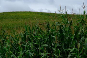 Pole kukurydzy na wzgórzu pod pochmurnym niebem, zielone rośliny i dojrzewające wiechy kukurydzy w letnim krajobrazie