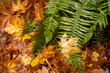 autumn leaves in the forest