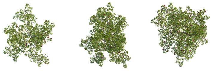 Magnolia liliiflora  tree plan, top view, cutout, transparent background, isolate, Overhead view of vibrant trees with lush green leaves and red flowers, nature