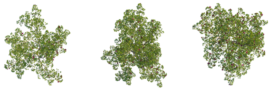 Magnolia liliiflora  tree plan, top view, cutout, transparent background, isolate, Overhead view of vibrant trees with lush green leaves and red flowers, nature