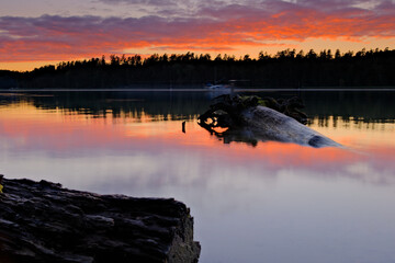 Mazury, jezioro Wschodnie Bełdany o zachodzie słońca, odbicia kolorowego nieba w wodzie i zatopione drzewo na pierwszym planie © Przemysaw