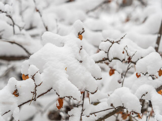 Tree branches in winter covered with snow and frost in snowfall. Frozen tree branches.