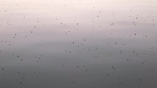 Flying gnats swarm. Hundreds of insects fly above water in heat summer