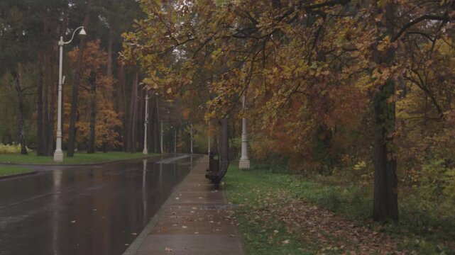 Beautiful rainy day in autumn, fallen leaves on the ground and yellow trees